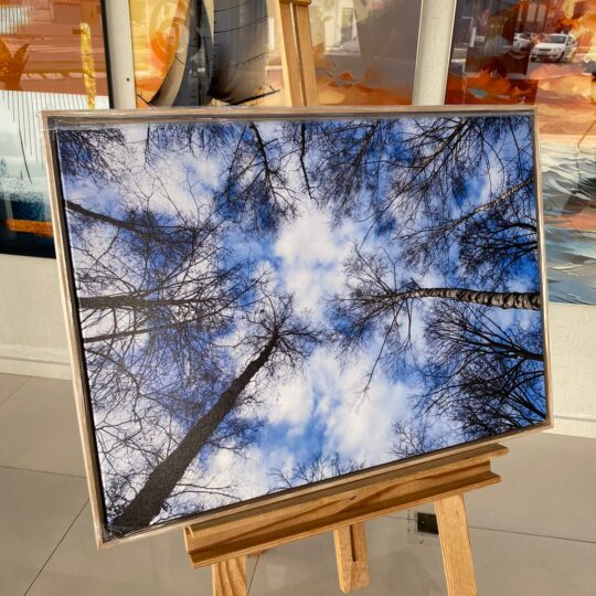 Quadro Canva Árvores