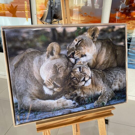 Quadro Canvas Família de Leões