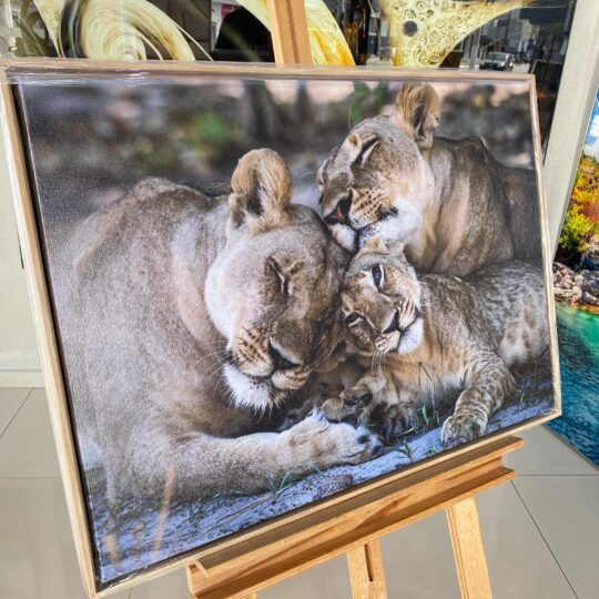 Quadro Canvas Leoas
